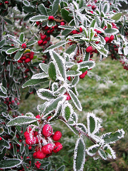 Hiver_09_au mont St-Cyr_© Fabienne Mangin.jpg